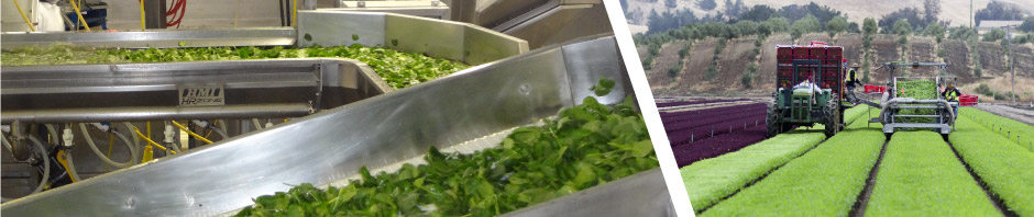 Split photo with produce wash line and fields of lettuce.